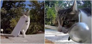 În videoclipurile postate de Monica pe TikTok, pisica este văzută aducând acasă foarfece, brichete și, uneori, obiecte mai mari, cum ar fi chiar becuri