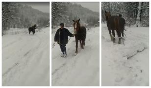 România secolului XXI: Deszăpezire cu calul în judeţul Satu Mare