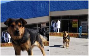 Un câine și-a așteptat timp de o lună stăpânul mort de Covid, în fața spitalului