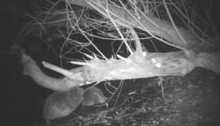 Video viral: Doi castori, surprinşi de o cameră de supraveghere în timp ce luau masa la ceas de seară într-o rezervaţie naturală