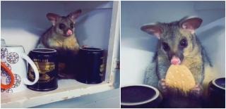 Femeia i-a oferit oaspetelui un biscuit