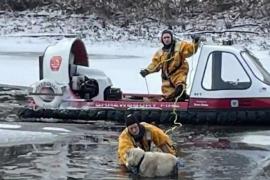 Mai mulţi pompieri au intervenit pentru salvarea câinelui îngrozit