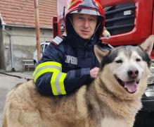 Dorin nu a rămas indiferent atunci când a auzit scheunatul disperat al lui Miky, căzut în apă. Acum pompierul se gândeşte să-l mai salveze o dată şi să-i ofere o familie