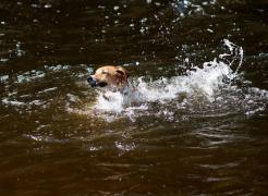 Totul s-a petrecut în Australia