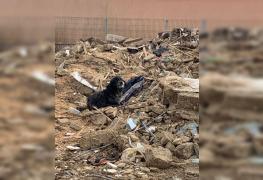 Cainele a fost abandonat în gospodăria părăsită