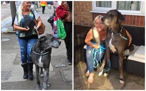 Cel mai înalt câine din lume a murit