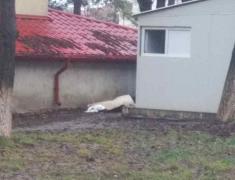 O femeie de 61 de ani a zăcut moartă ore întregi chiar în curtea Spitalului de Urgenţă din Botoşani