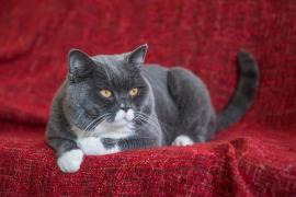 pisică din rasa British Shorthair