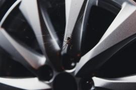 Păianjen în maşină