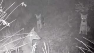 Haită de şacali, surprinsă într-un ocol silvic din Tulcea. Imagini extrem de rare