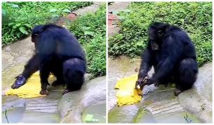 Un cimpanzeu a fost filmat în India, în timp ce spăla rufele la mână, într-un râu