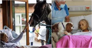 O femeie de 68 de ani, bolnavă în stadiu terminal, şi-a luat rămas-bun de la calul și de la câinii săi iubiți, chiar de pe patul de moarte, în Anglia