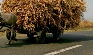 O fetiță de 10 ani a murit sub ochii tatălui, pe un drum din Galați. Copila a căzut din căruța plină cu coceni și nu a mai putut fi salvată