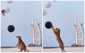 Furie după o petrecere de dezvăluire de gen, la Dubai