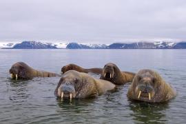 Sunt căutaţi voluntari care să analizeze mii de imagini din satelit, pentru a vedea câte morse pot remarca