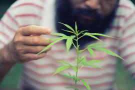 Luxemburg va deveni prima țară din Europa care va legaliza cultivarea și consumul de cannabis