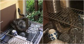 Piton uriaș înfășurat deasupra vaselor