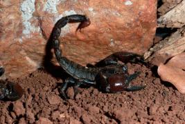 O angajată a unui magazin din Sectorul 1 a fost înţepată de scorpion. Femeia a fost tratată la Floreasca