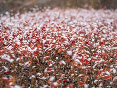 Vremea 11 noiembrie. Temperaturi extrem de scăzute pentru această perioadă. Minimele ajung şi la - 14 grade