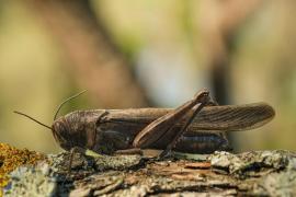 Migratory locust va intra pe piaţa alimentară din Europa