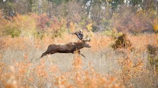 Cerb alergând prin pădure, toamna