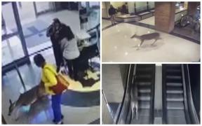 O căprioară rănită dă buzna într-un spital din Louisiana și gonește pe scările rulante. Animalul a fost eutanasiat - VIDEO