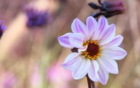 (P) Dalia – semnificații și legende