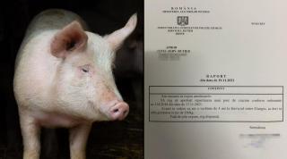 raport pentru repartizarea unui porc