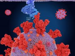 Varianta "super-mutantă" din Africa de Sud a ajuns în Europa: prima ţară în care au fost confirmate două cazuri de infectare