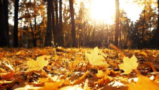 Vremea 29 noiembrie. Temperaturile rămân peste nivelul perioadei, însă sunt şanse de ploaie în cea mai mare parte a ţării