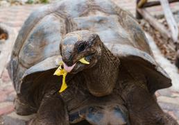 broască țestoasă din Zanzibar