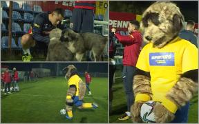 Ciobănescul carpatin, mascota echipei naţionale de fotbal a României - VIDEO