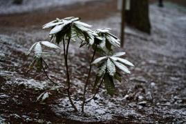 Vremea 13 decembrie. Temperaturile vor scădea semnificativ în cea mai mare parte a ţării. Minimele ajung şi la - 4 grade