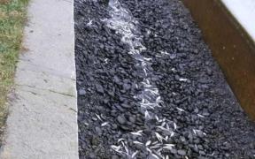 Focar de septicemie hemoragică virală într-un bazin al unei păstrăvării din Buzău. Peste 93.000 de pești au fost sacrificați