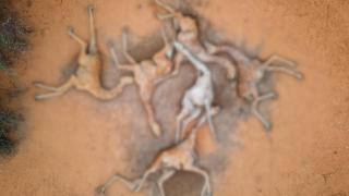 Imaginea neputinţei: 6 girafe răpuse de seceta cumplită din Kenya. Milioane de oameni luptă pentru fiecare strop de apă
