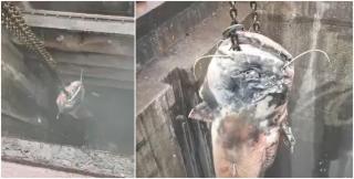 "Monstrul din Dunăre", un somn uriaş de peste 100 de kilograme, a blocat o conductă de scurgere în Linz. Peştele a fost scos cu o macara