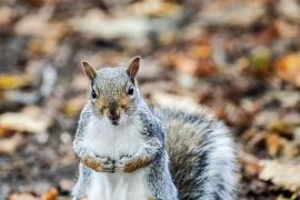 Final trist pentru o veveriţă agresivă, care a devenit spaima unui oraş englez. Atacase 18 oameni în două zile