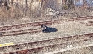 Bistriţeni atacaţi pe stradă de un maidanez agresiv. Doi câini nu au scăpat cu viaţă din colţii patrupedului