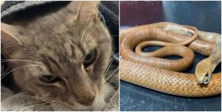 În ciuda eforturilor, motanul Arthur nu a mai putut fi salvat