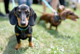 O cățelușă din Germania a devenit mamă adoptivă pentru un pui de mistreţ care s-a pierdut de familia sa