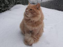 Motanul Felix, furat de turişti de la Grădina Zoologică: "Vă rugăm să îl aduceți înapoi, astfel să nu fim nevoiți să facem imaginile publice!"