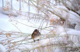 Vremea 19 februarie. Cerul va fi temporar noros pe parcursul zilei. Prognoza meteo pentru Capitală