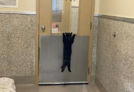 Pisică agăţată de uşă