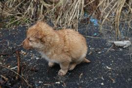 Imagine ilustrativă