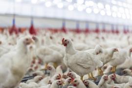 Tulpina H5N8 a gripei aviare a fost detectată la şapte angajaţi ai unei ferme de păsări din sudul Rusiei