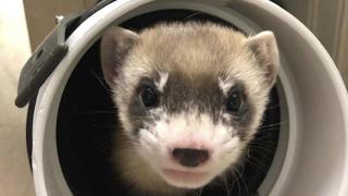 Prima imagine a dihorului clona, Elizabeth Ann