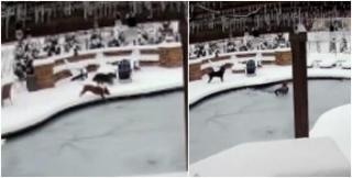 Un căţel a fost salvat de la înec în ultima clipă