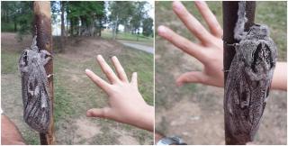 Sunt de culoare gri și au o pată întunecată pe torace