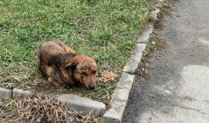 Imagini impresionante: Un câine fidel a rămas lângă prietenul său, ucis de o maşină pe o stradă din judeţul Sibiu
