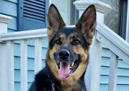 Patrupedul a observat că stăpânul se simte rău şi a început să îl lingă pe faţă, dar şi să îl tragă cât mai aproape de telefonul mobil